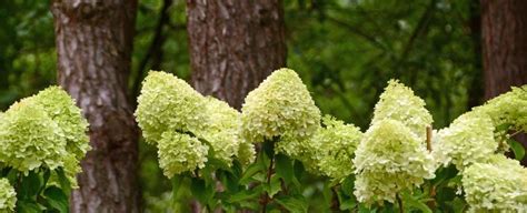 Comprehensive Guide To Panicle Hydrangeas Planting And Care Wayside