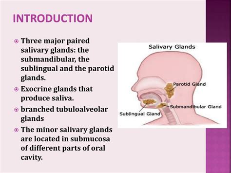 Ppt Histology Of Salivary Glands Powerpoint Presentation Id The Best Porn Website