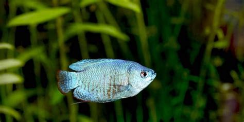 The Complete Guide to Dwarf Gourami Breeding 2022