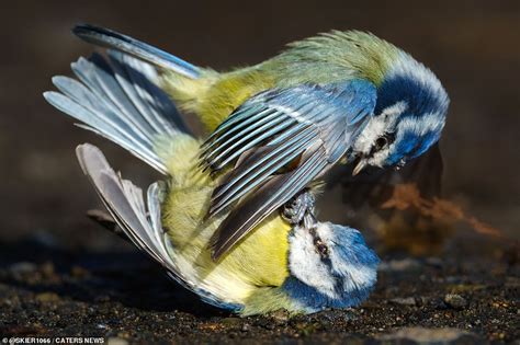 Moment Two Male Blue Tits Come To Blows In Battle Over Territory That Leaves One Missing An EYE