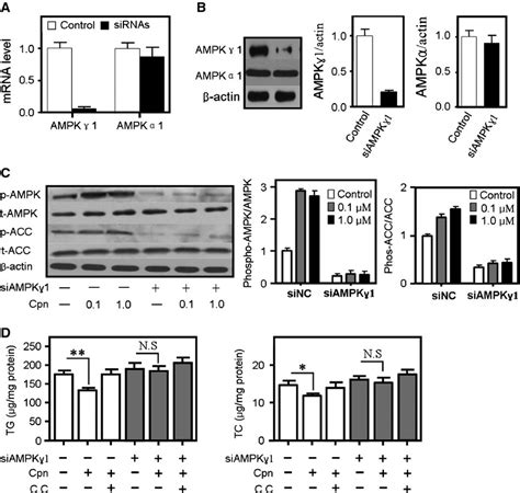 Cordycepin Activates AMPactivated Protein Kinase AMPK Via