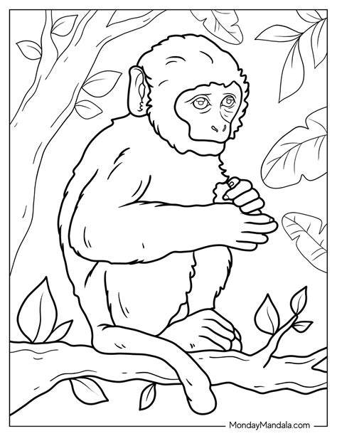 26 Monkey Coloring Pages Free PDF Printables