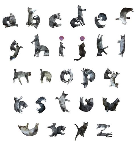 Playful Font Transforms Words Into Adorable Cat Poses Arte Del Gatto