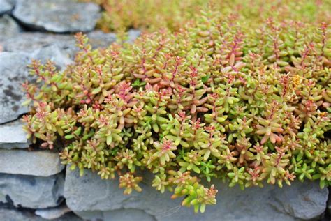 Les Sedums Robustes Et Clatants La Terre Est Un Jardin Plante