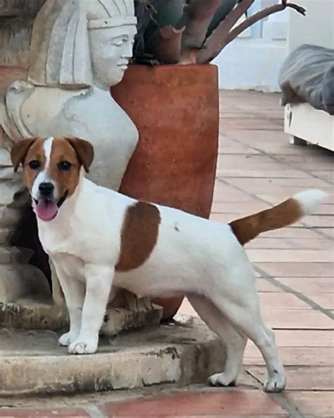 Criadero De Jack Russell Javer Keleb Labradors