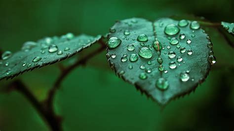 Hojas Macro Naturaleza Gotas De Agua Fondo De Pantalla Hd