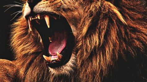 Top 56 Imagen Imagenes Hd De Leones Abzlocalmx