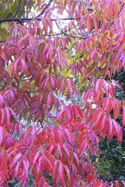 Pistacia Chinensis Keith Davey Devil Mountain Wholesale Nursery