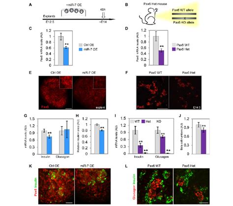 Mir Overexpression In Pancreatic Explants Phenocopies Pax