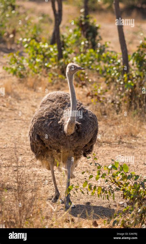 Kruger National Park South Africa Common Ostrich A Large Flightless