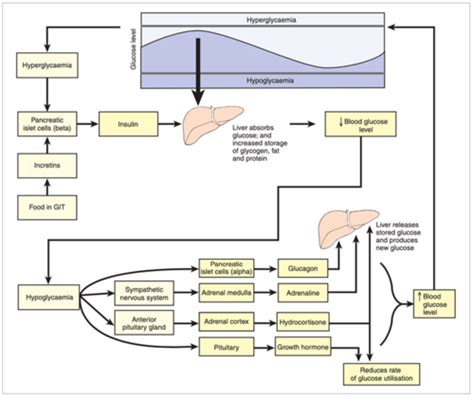 Endocrine Pancreas Pathology I Flashcards Quizlet