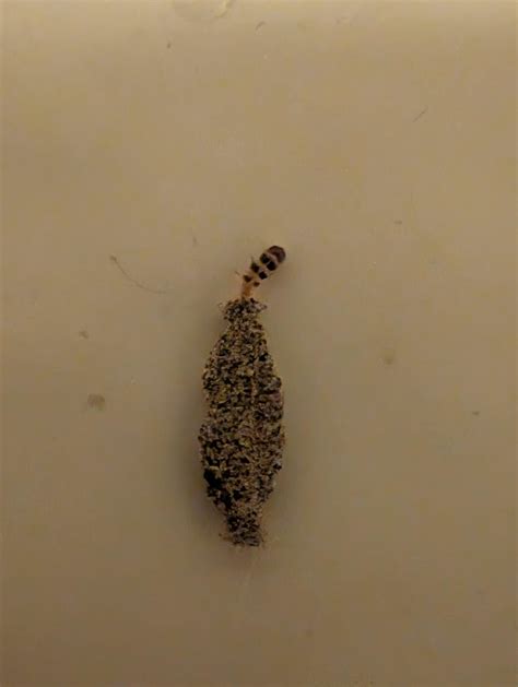 Found In Shower After Work R Whatisthisbug