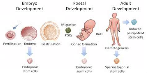 Germ cells lifespan. In mammals, the specification of GC begins during ...