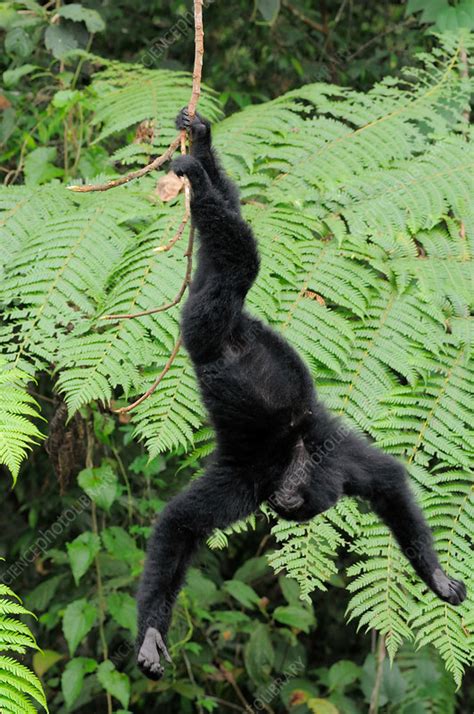 Young Female Siamang Playing Stock Image F0316120 Science Photo