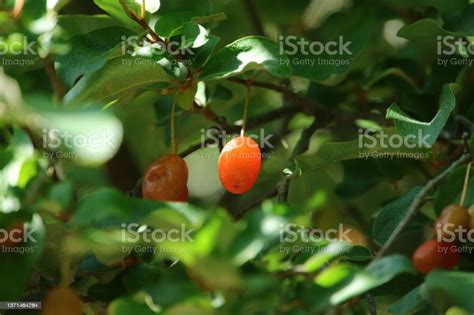 Elaeagnus Fruit Stock Photo - Download Image Now - Berry, Branch - Plant Part, Bright - iStock