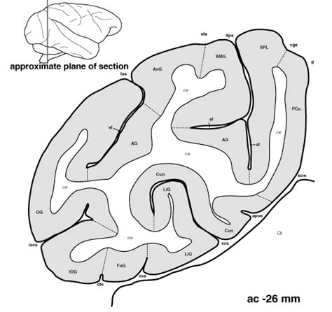 Atlas Of The Primate Brain