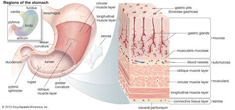 stomach | Definition, Function, Structure, Diagram, & Facts | Britannica