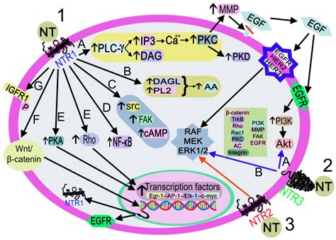 Neurotensin And Neurotensin Receptors Encyclopedia Mdpi