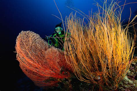 Leptogorgia Virgulata Colourful Sea Whip By Michael Awaw32355