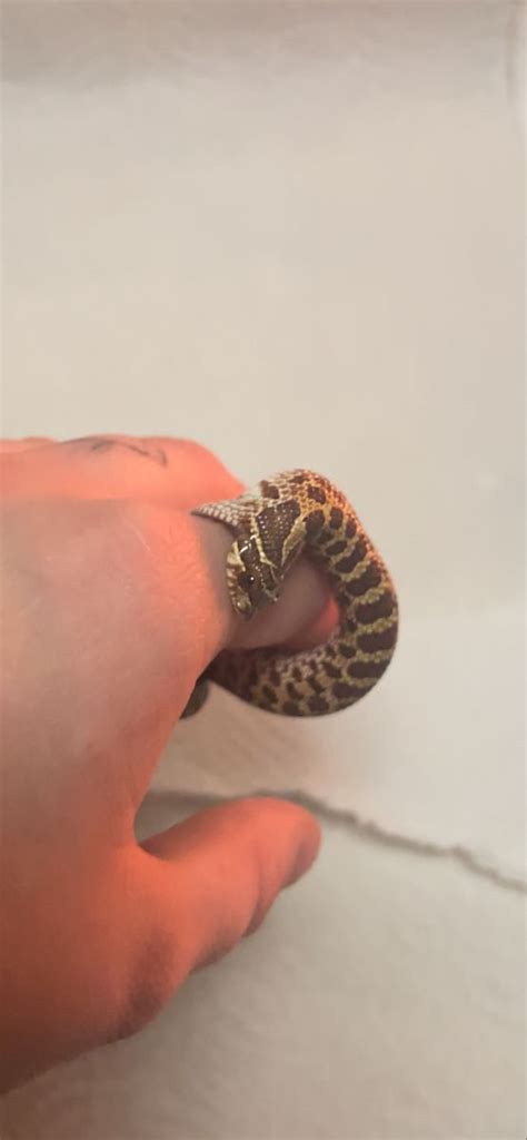 hognose snake | Hognose snake, Pet snake, California king snake