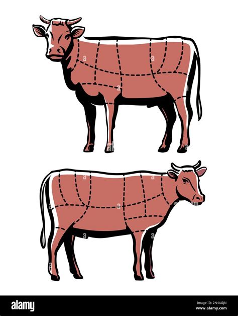 Beef Cattle Drawing