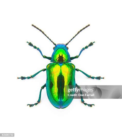 Metallic Green Beetle Photos And Premium High Res Pictures Getty Images