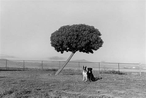 Henry Wessel Capturing The Image Transcending The Subject The New