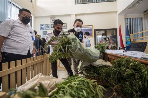 Rilis Penemuan Ladang Ganja Di Sumatera Selatan Antara Foto