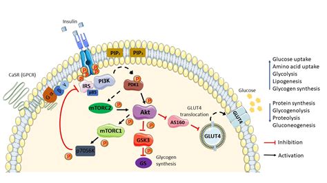 Insulin Signaling Pathway