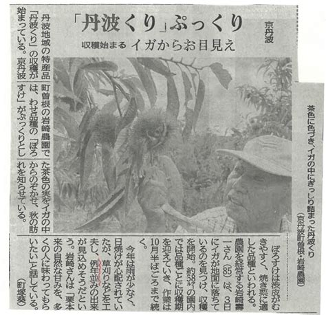 会員の岩崎さんの栗栽培状況が京都新聞で報道されました 京都丹波栗の会