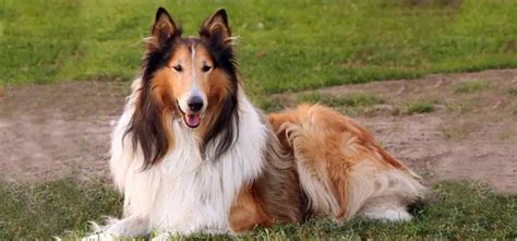 Collie - Pet Your Dog