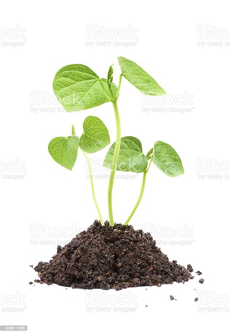 New Life With Red Bean Sprout Isolated On White Background Stock Photo