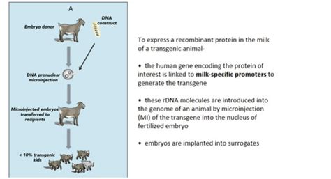 Animal Genetic Engineering Flashcards | Quizlet