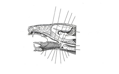 head pt  diagram quizlet