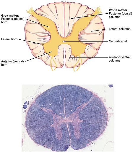 Spinal Cord Libre Pathology