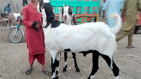 Wednesday Update Han Bhai Kitne Ka Dena Hai Qurbani 2024 Bakra