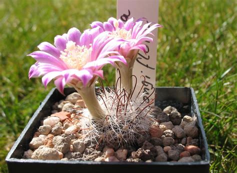 Mammillaria – Kaktus-Fieber