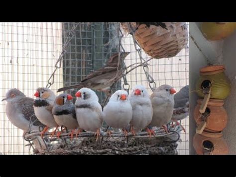 Finches Houses Amazing Zebra Finch Breeding Colony Setup Aahi Or