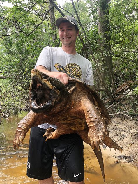 Full Grown Snapping Turtle