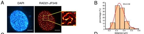 Genome Biology丨孙育杰课题组超分辨成像解析cohesin复合体在三维基因组构建中的分子机制三维基因组复合体染色质细胞核 健康界