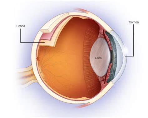 The Importance That You Should Know Astigmatism Nsf News And Magazine