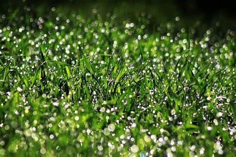 Download Dew Drop Macro Bokeh Green Nature Grass 4k Ultra Hd Wallpaper