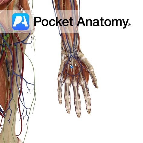 Deep palmar arterial arch - Pocket Anatomy