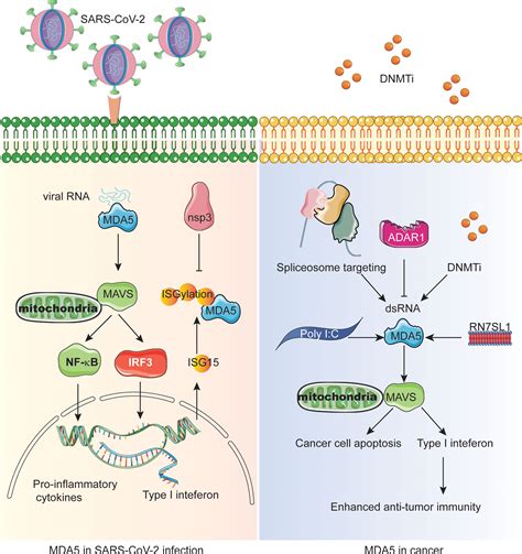 Frontiers The Intersection Molecule Mda In Cancer And Covid