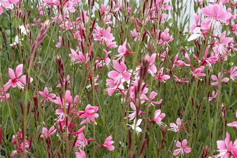 Gaura Lindheimeri Siskiyou Pink Pink Gaura Plantinfo