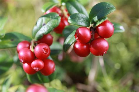 Vaccinium macrocarpon Cranberry Cranberry jetzt günstig online