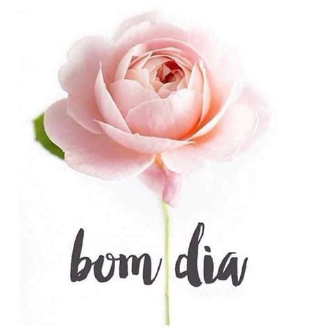 Pin de Márcia Nicolino em Bom Dia Mensagens Flores doces Bom dia