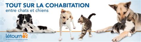 Cohabitation entre chats et chiens cest possible Létourno