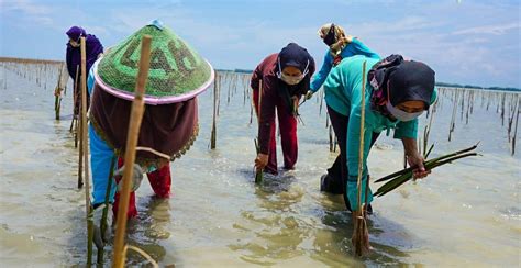 Brgm Lakukan Percepatan Rehabilitasi Mangrove Agroindonesia