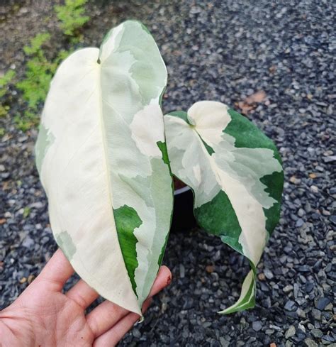 Syngonium Chiapense | PLNT